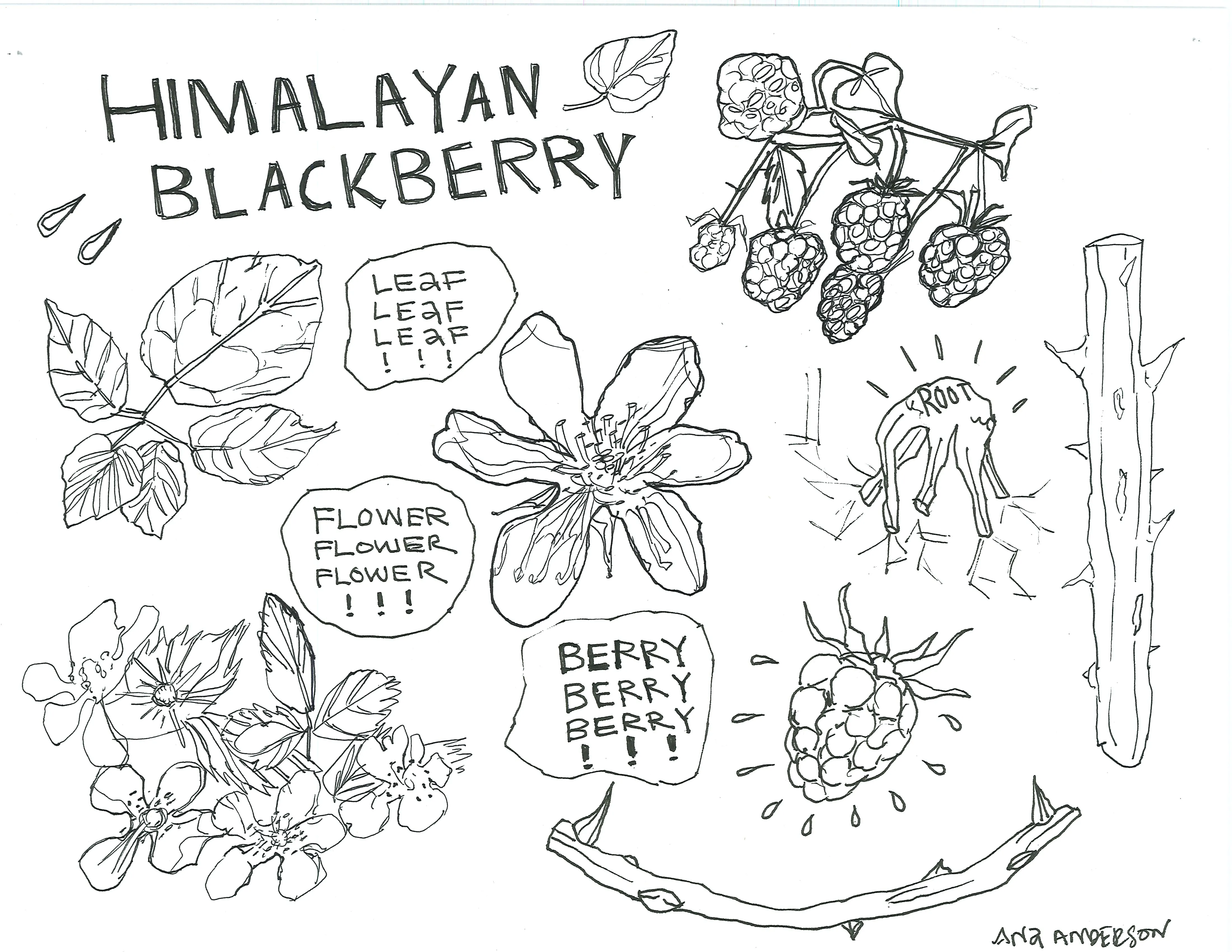 Hand-sketched artwork depicting Himalayan blackberry leaf, flower, berry, and root.